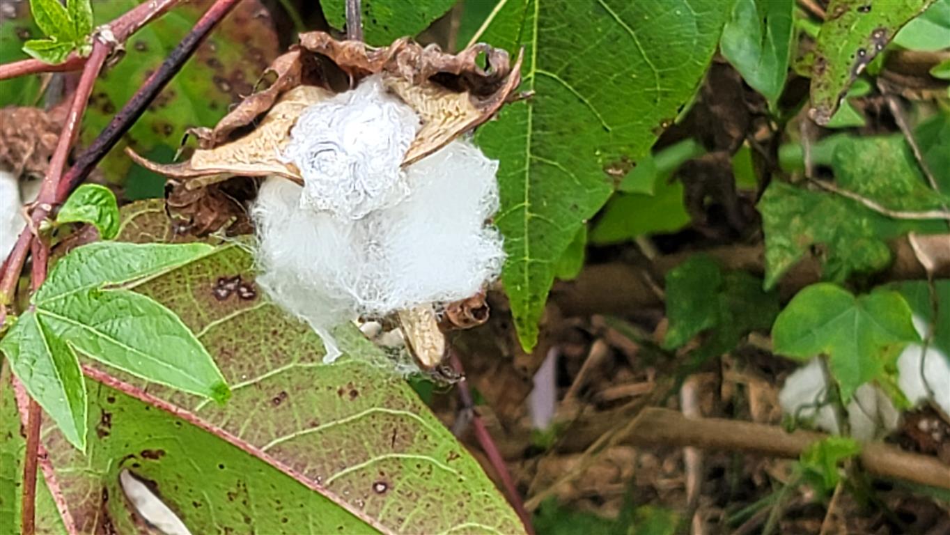 Cotton plant